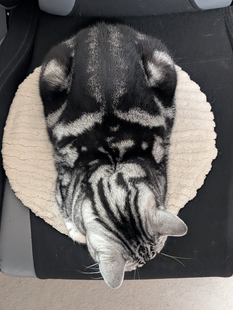 みっちゃん😎猫好き🐱万博ロス🟥🟦🥲 (@mitz0312) / Posts / X