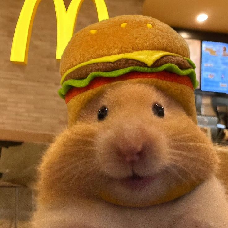 Tweets Of Hamster tweet media