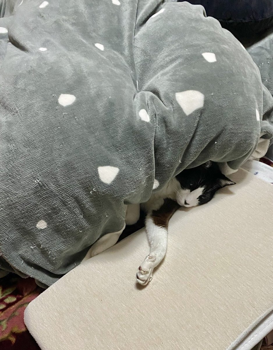 🐤ねこさま、動物病院に行く時間だよ〜 🐱ｴｰ(°ὤ° )