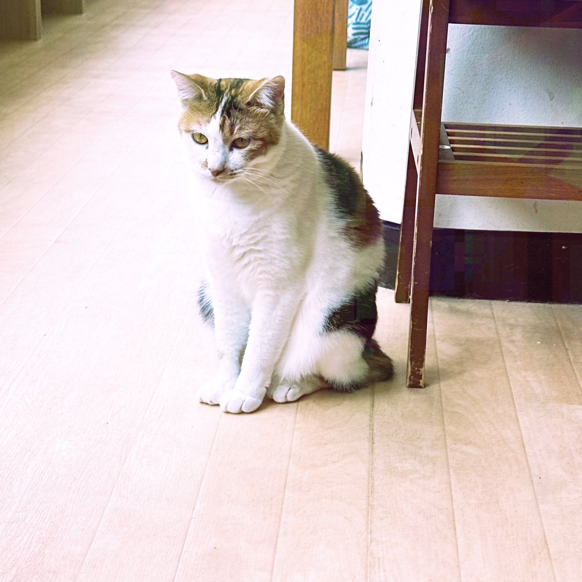 obi_wan_eclipse's tweet photo. #Hipstamatic #BoKaap #WHOA #猫式 #猫 #cat #ShotoniPhone #ねこ #保護猫 #猫カフェ https://t.co/HJPOaY84sk
