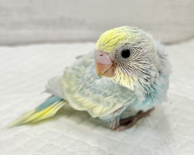 さくら tweet media