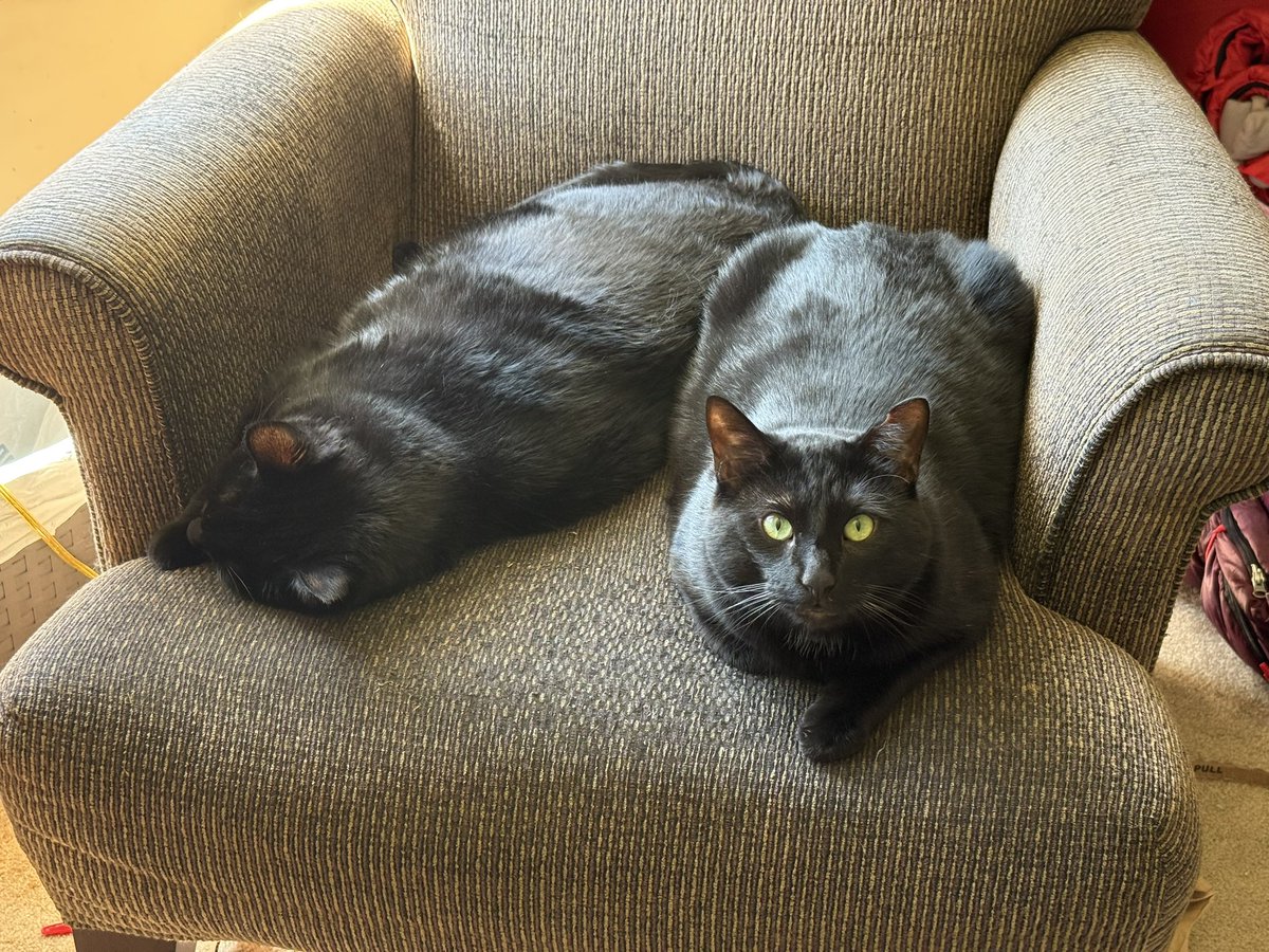 demillso's tweet photo. @meghanttucker My boys do that at least once a day.   Beat the shit out of each other for a few minutes and then back to buddies. https://t.co/T3Lnu3iRoa