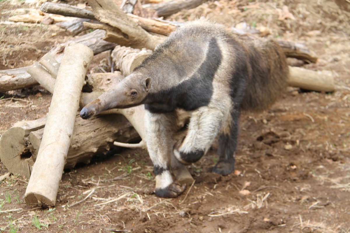 【動物】オオアリクイ『フジオ』が東山動物園に出園します！

当園のオオアリクイの「フジオ」（オス）が令和８年３月16日（月）に東山動物園（愛知県名古屋市）へ出園します。
3月15日（日）にお別れガイドを実施します。

nhdzoo.jp/news/naka.php?…

#日本平動物園 #nihondairazoo #オオアリクイ
