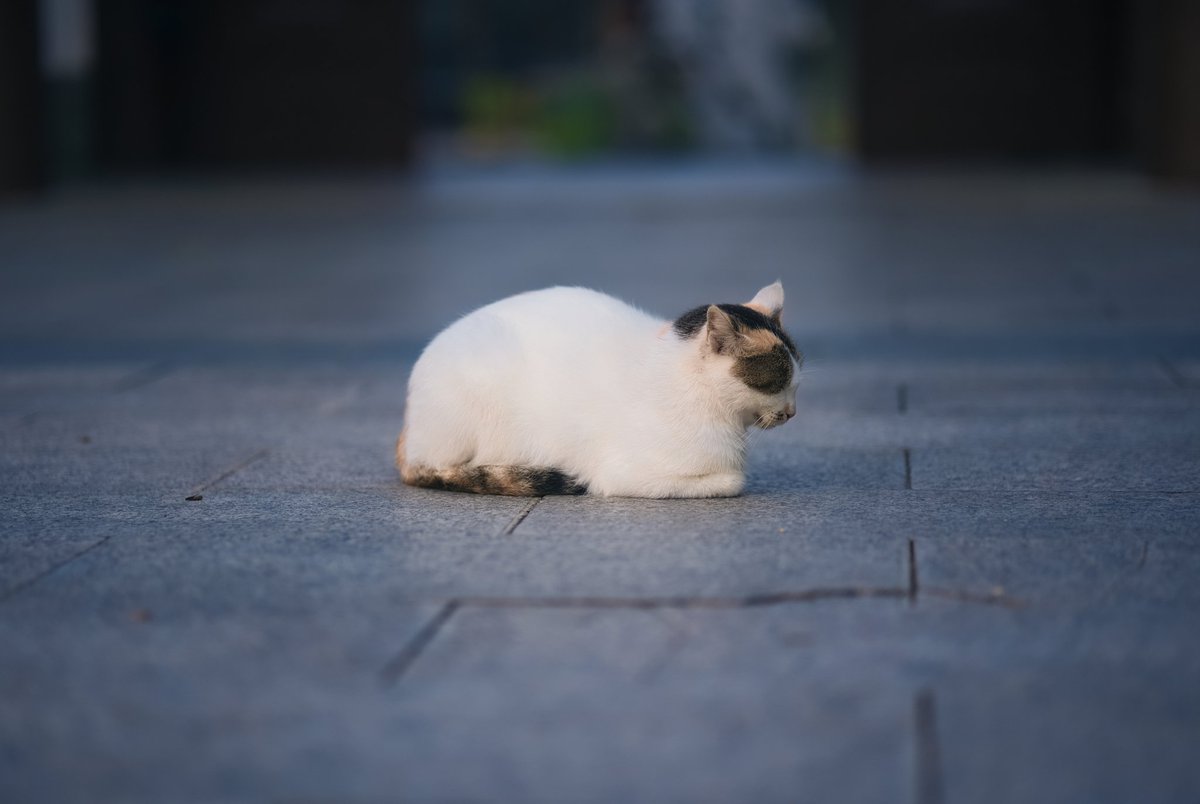 缅因Mainya喵 tweet media