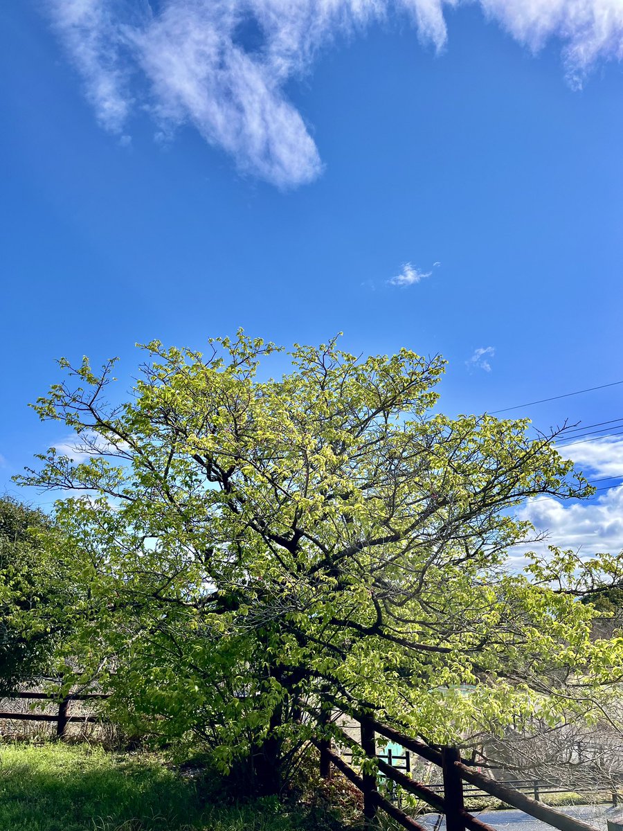 おはようございます！ いい天気になりましたね☀️.° 一足早く咲き終え