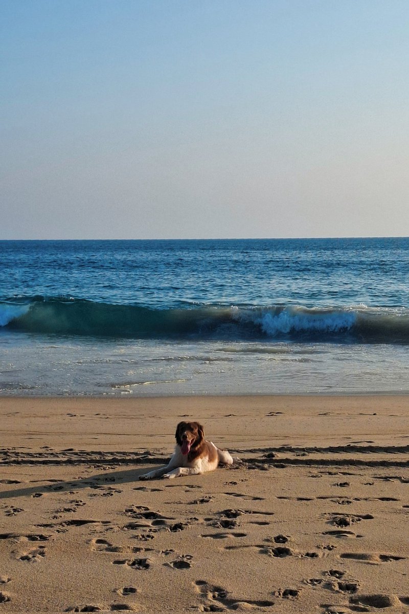 Tania_Tagle's tweet photo. rescaten perros, llévenlos a la playa y aprendan de la felicidad 💙 https://t.co/GdQwTQ85j1