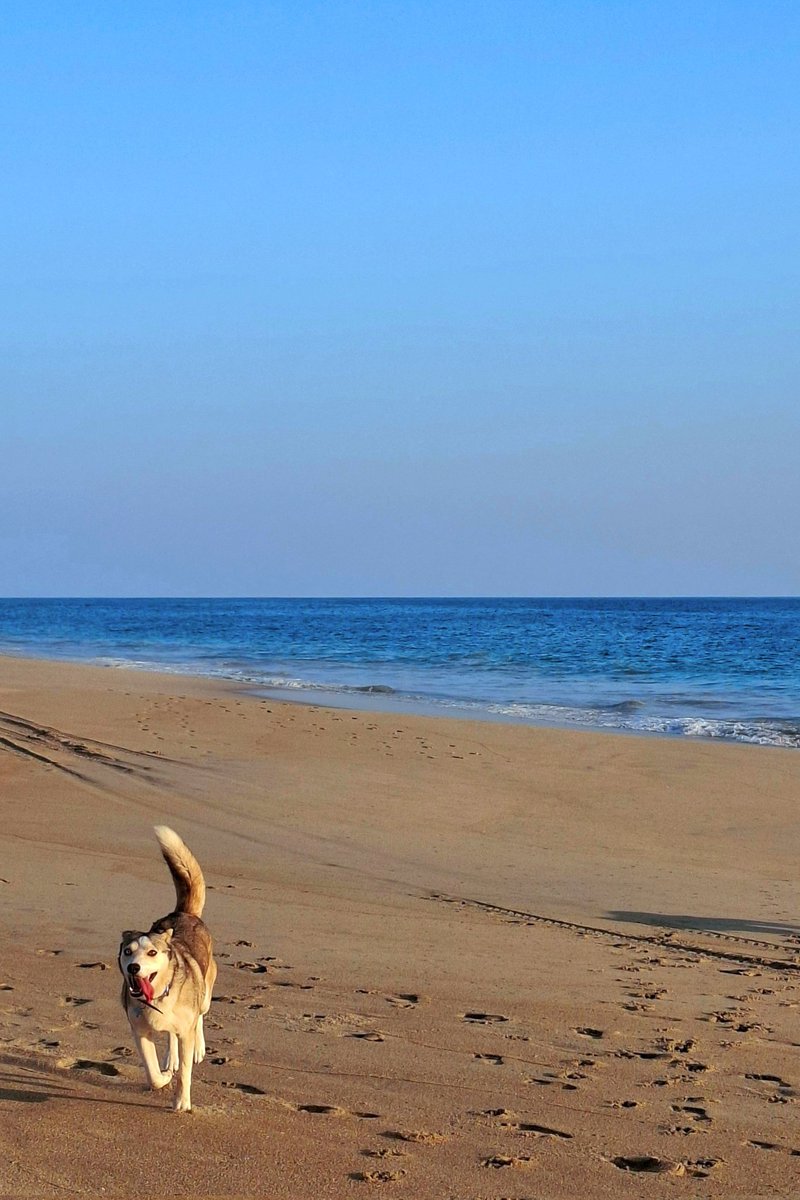 rescaten perros, llévenlos a la playa y aprendan de la felicidad 💙
