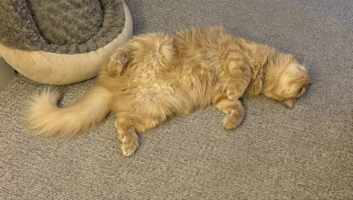 Pirate Bob tweet media