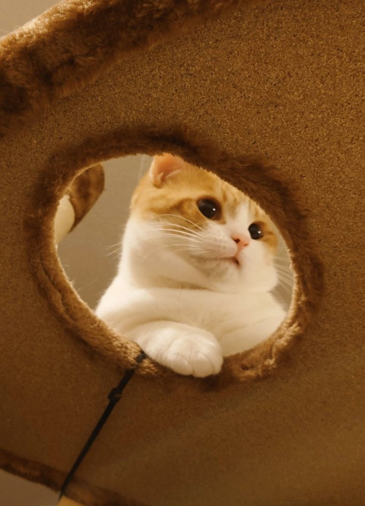 おちゃまる (@ochamarusan0126) / Posts / X