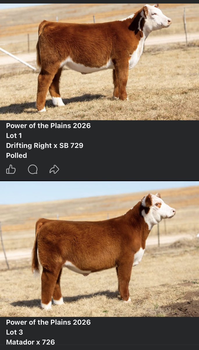 panhandleproud's tweet photo. Need a show steer this year, check these out

https://t.co/diTEOp5EK0 https://t.co/VcwKXc2Pmh