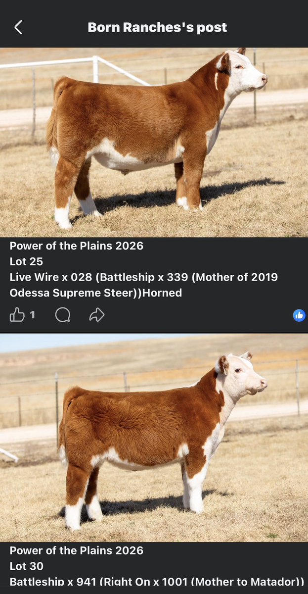 panhandleproud's tweet photo. Need a show steer this year, check these out

https://t.co/diTEOp5EK0 https://t.co/VcwKXc2Pmh