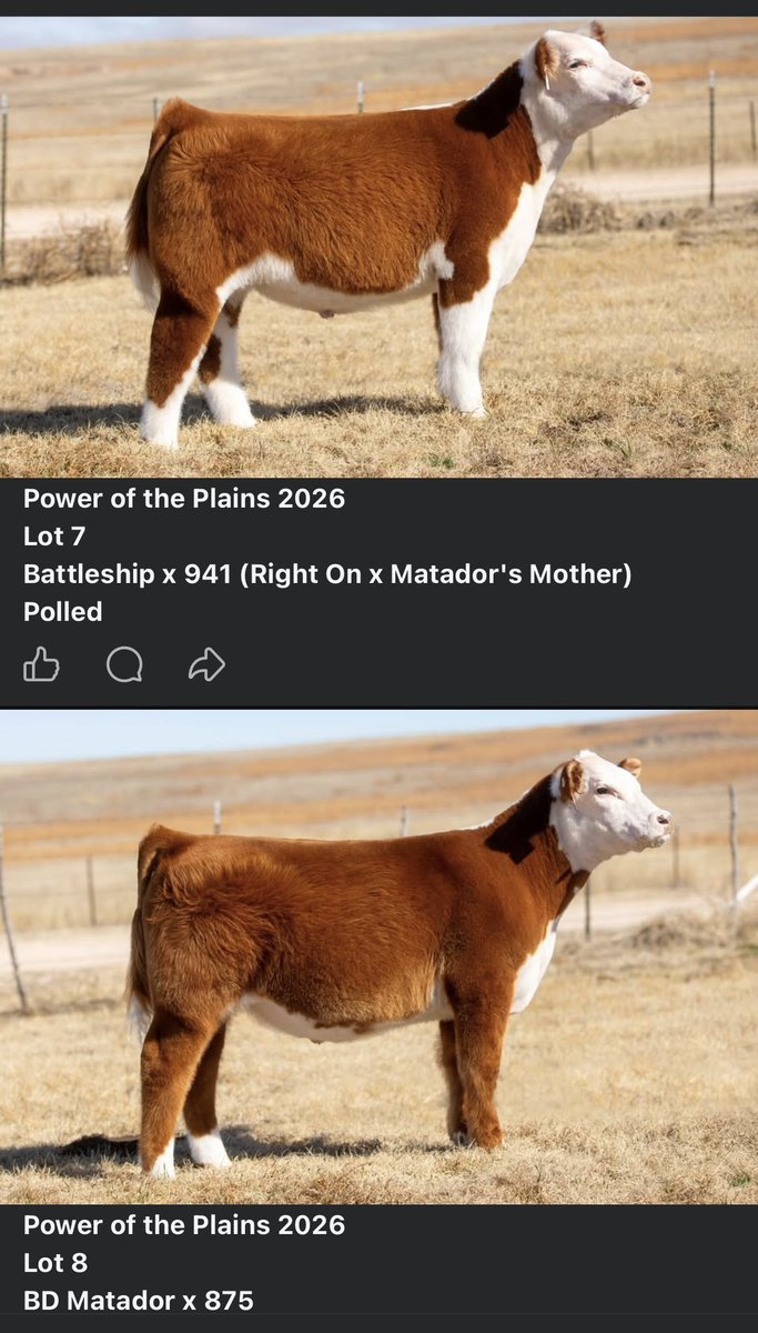 panhandleproud's tweet photo. Need a show steer this year, check these out

https://t.co/diTEOp5EK0 https://t.co/VcwKXc2Pmh
