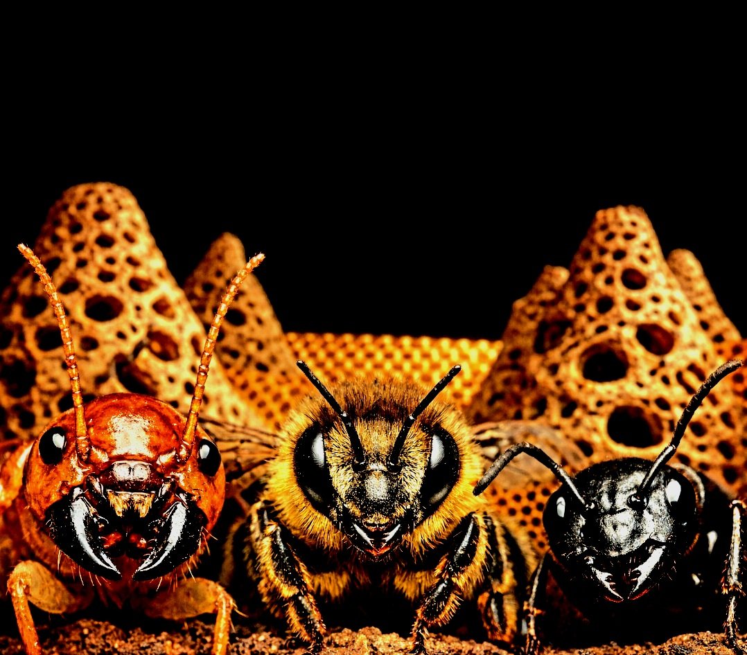 طارق فدعق tweet media