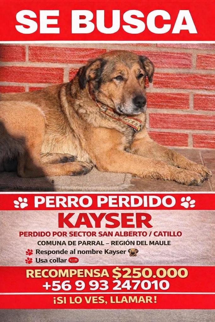 LORE TIN (@todopormiperro) on Twitter photo 