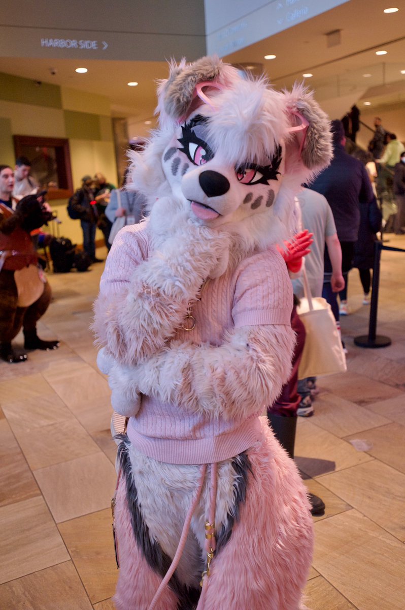 MarbleDog 🔜 LVFC tweet media