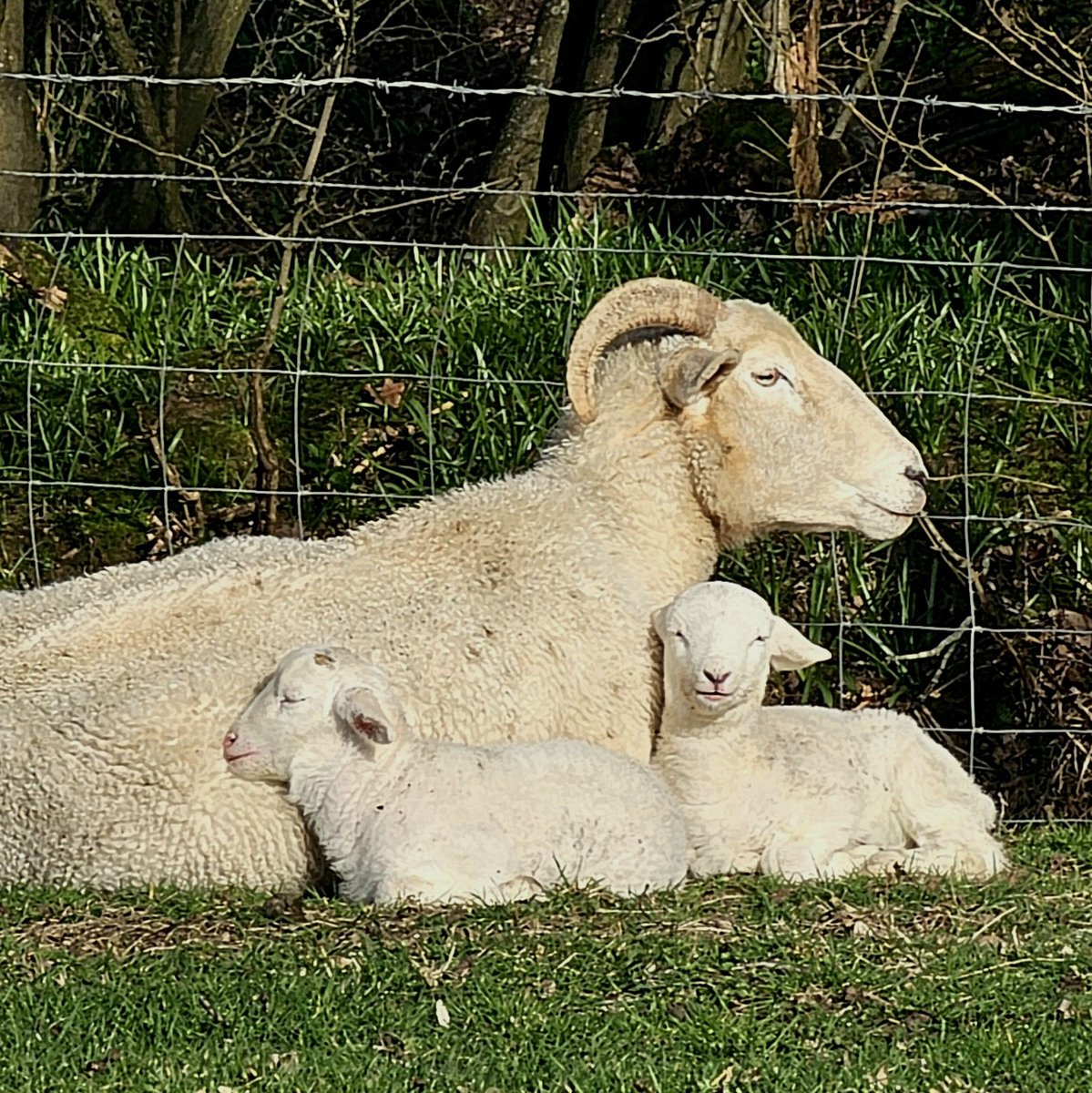 Andrew Wright tweet media