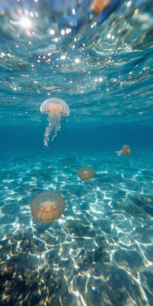 manuela_m8's tweet image. Meduse

📷 #Pinterest