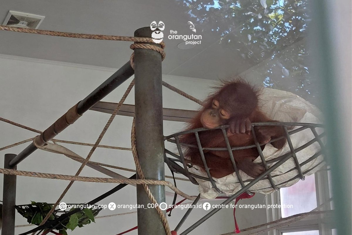 orangutan_COP's tweet photo. Jack is sleepy in the baby house 😴 https://t.co/ZHXI9IjREx