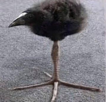 Señor K tweet media