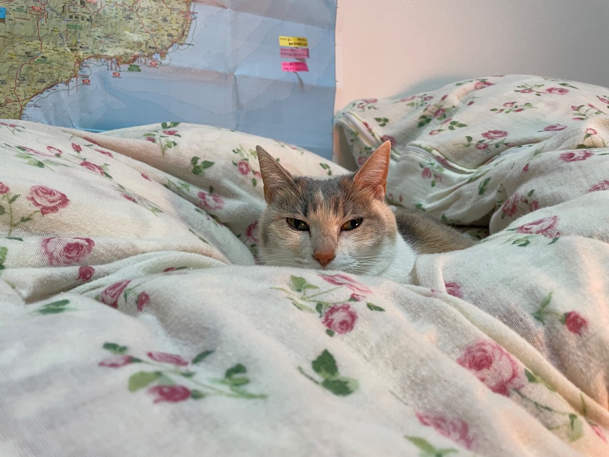 舞草登山駅伝 tweet media