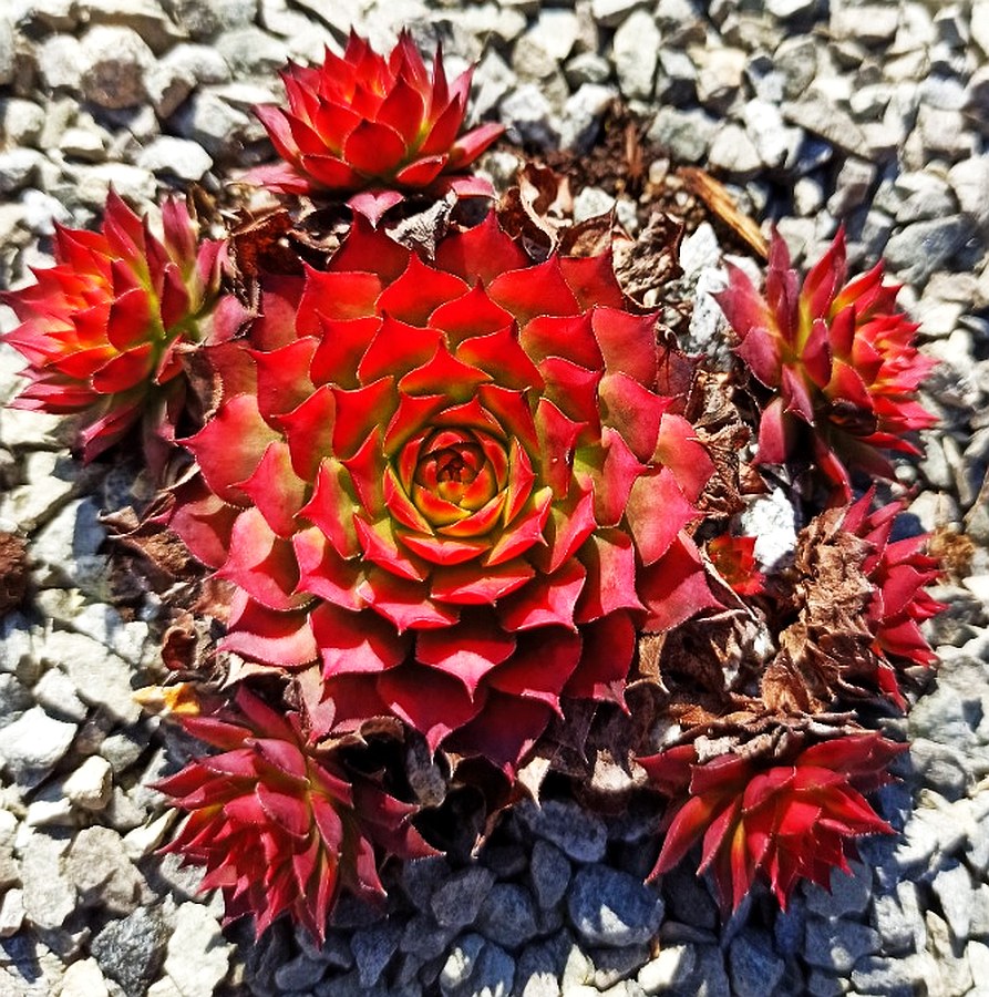 My Gold Nugget has gone a bit dormant after the winter. It is more