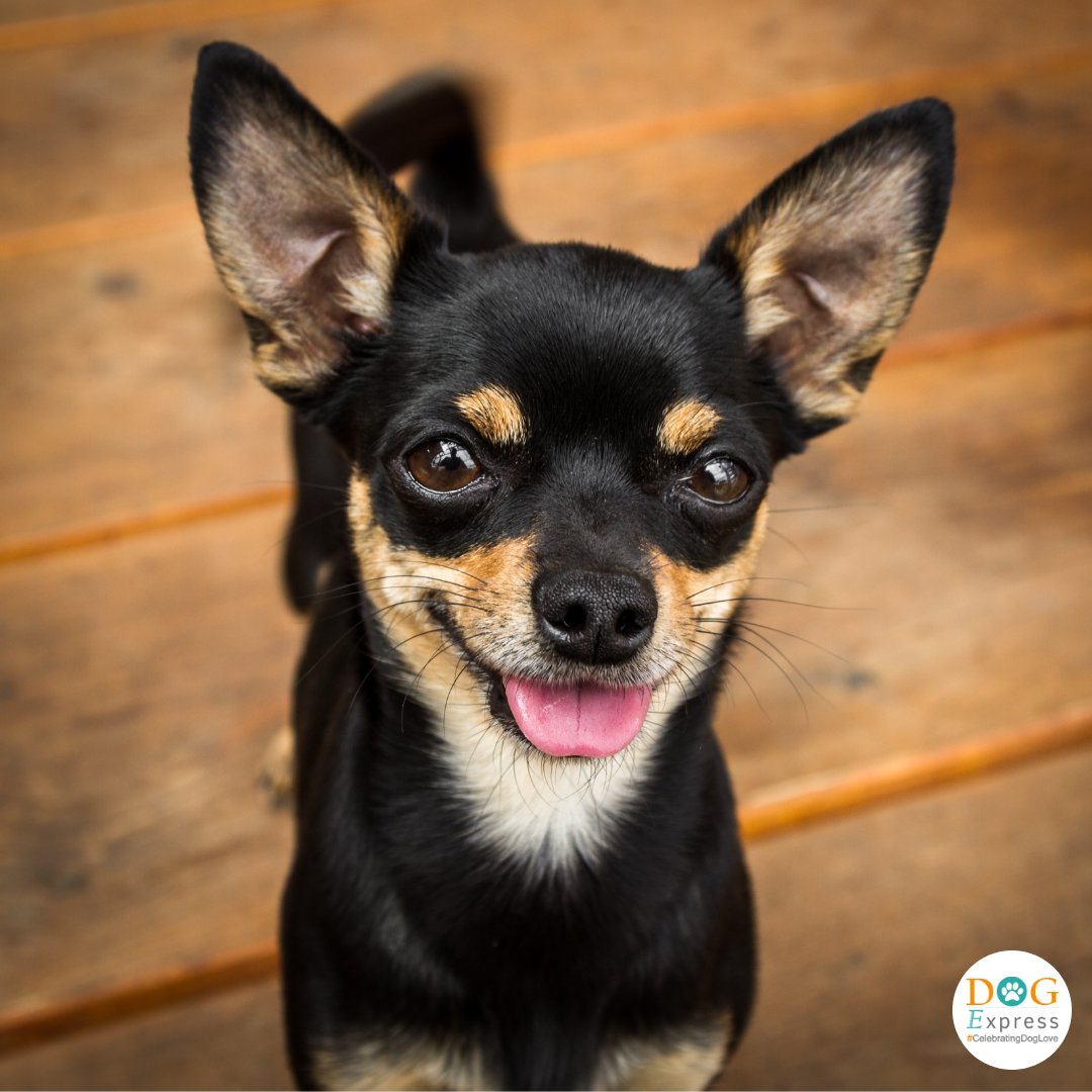 Dog_express's tweet image. NAUGHTY Boy. But in a nice way 😎

#Dogexpress #Doglovers #Dogowners #lovemydog #doglove #doglife🐾#Chihuahua #ChihuahuaLove #TinyDog #DogLovers #CuteDog #AdorablePup #PuppyEyes #DogSmile #HappyDog #FurBaby #PetLove #DogPhotography #InstaDog #DogLife #LittleButMighty #CutiePie💛