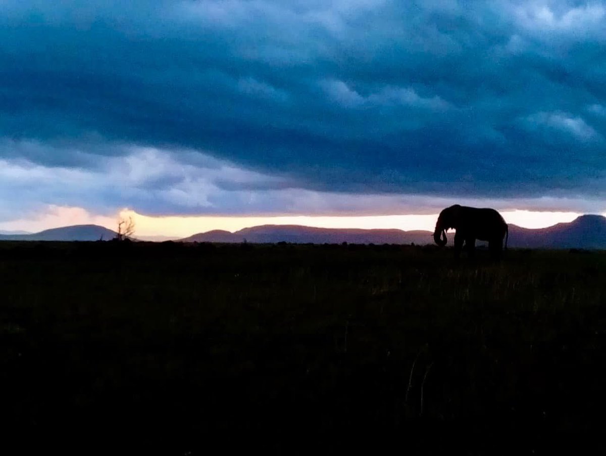 NambitiReserve's tweet photo. Today we celebrate the wild and the vital role every species plays in keeping our ecosystems balanced.

At Nambiti Private Game Reserve, conservation is our daily commitment — protecting wildlife today for future generations. 🐾🌿

#WorldWildlifeDay #Nambiti #ConservationInAction https://t.co/W8xDJKtcYt