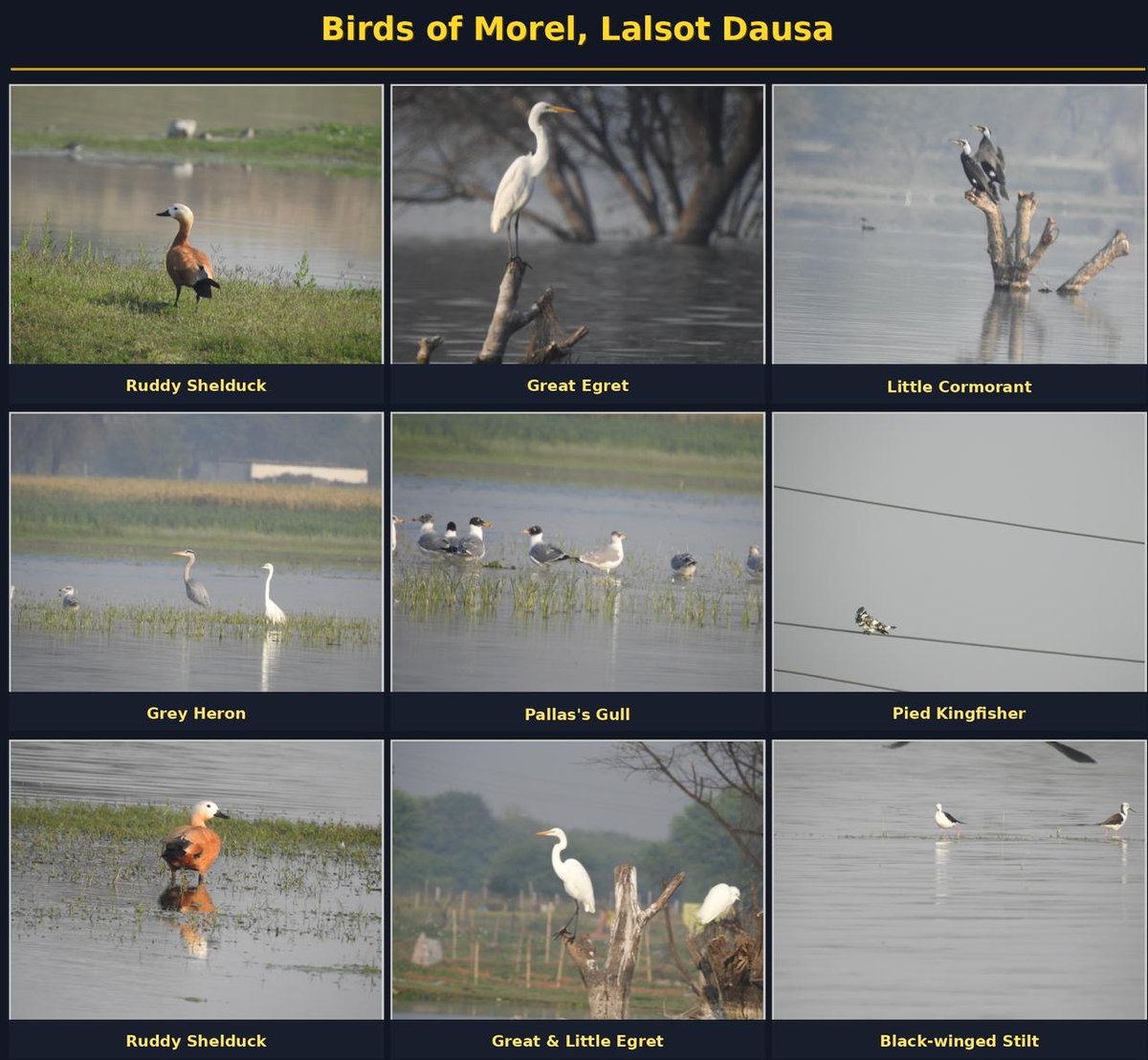 TryDevendra's tweet photo. Birds of Morel Dam, Lalsot, Dausa 
 #BirdPhotography https://t.co/J1ZcPEEMzl