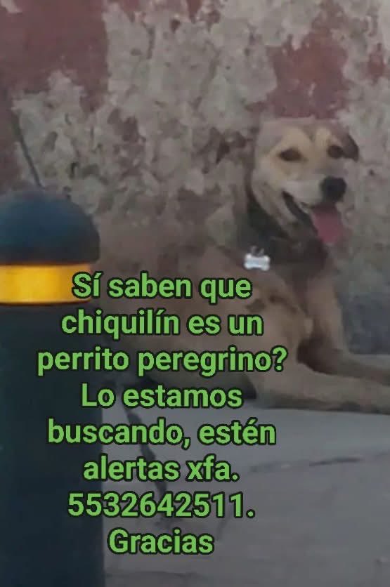 ATENCIÓN ‼️ CHIQUILIN  fue visto en Moctezuma 1a Sección y en Oceanía ‼️ Como es un perrito Peregrino (que llegó a CdMx desde Puebla con el humano que lo abandonó), se cree está tratando de llegar a Ecatepec donde lo cuidaron pero Av Central es muy peligrosa.