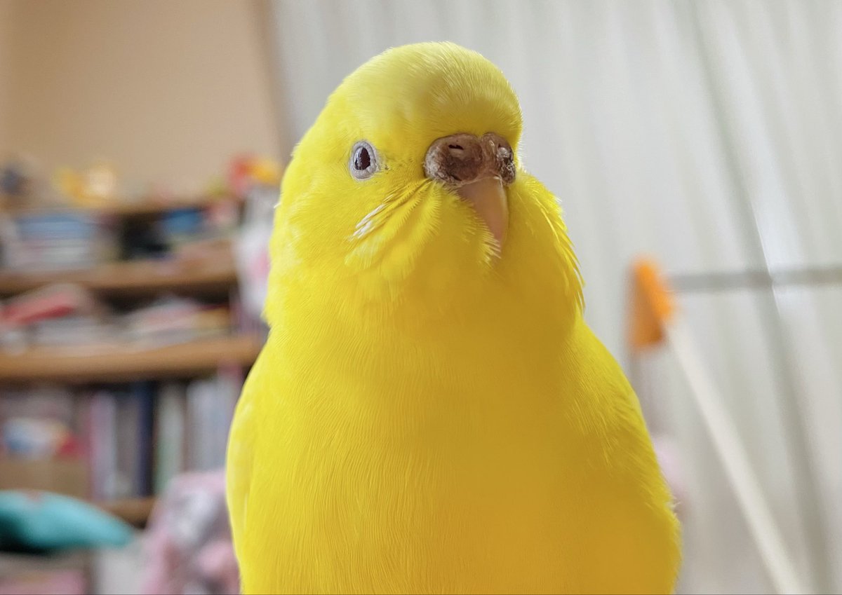 chopi and choco (ひよこ) tweet media