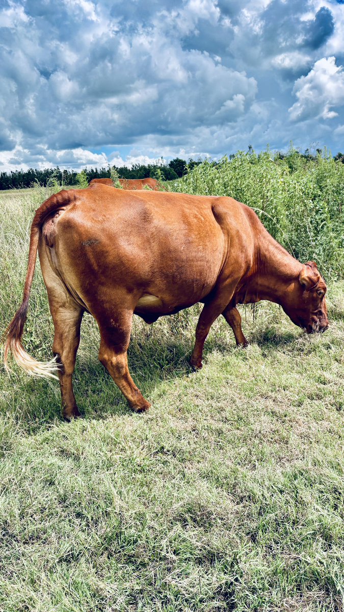 @Keneilwe_the farmer tweet media