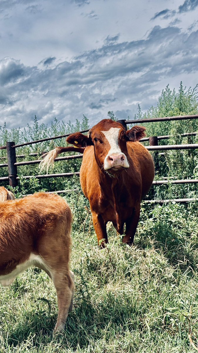 @Keneilwe_the farmer tweet media