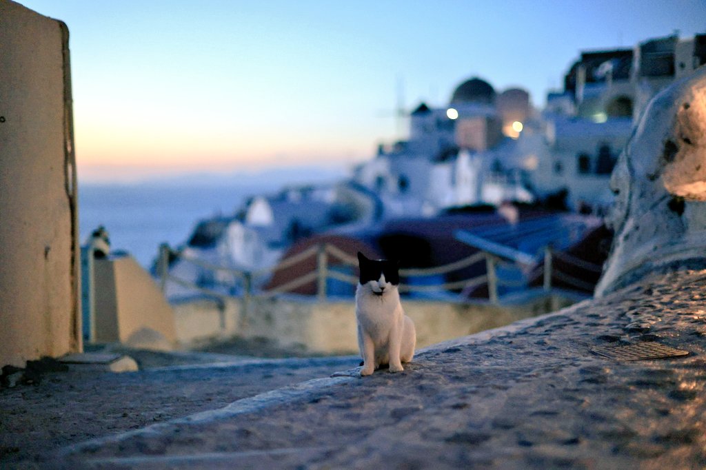 sho_ishi's tweet image. 夕焼けとサントリーニの建物をバックに餌待ち。
単焦点持ってきてたからかなり暗くても無双。
2026/3/2
EOS R5 markII
RF45mm F1.2 STM
#Santorini #OIA