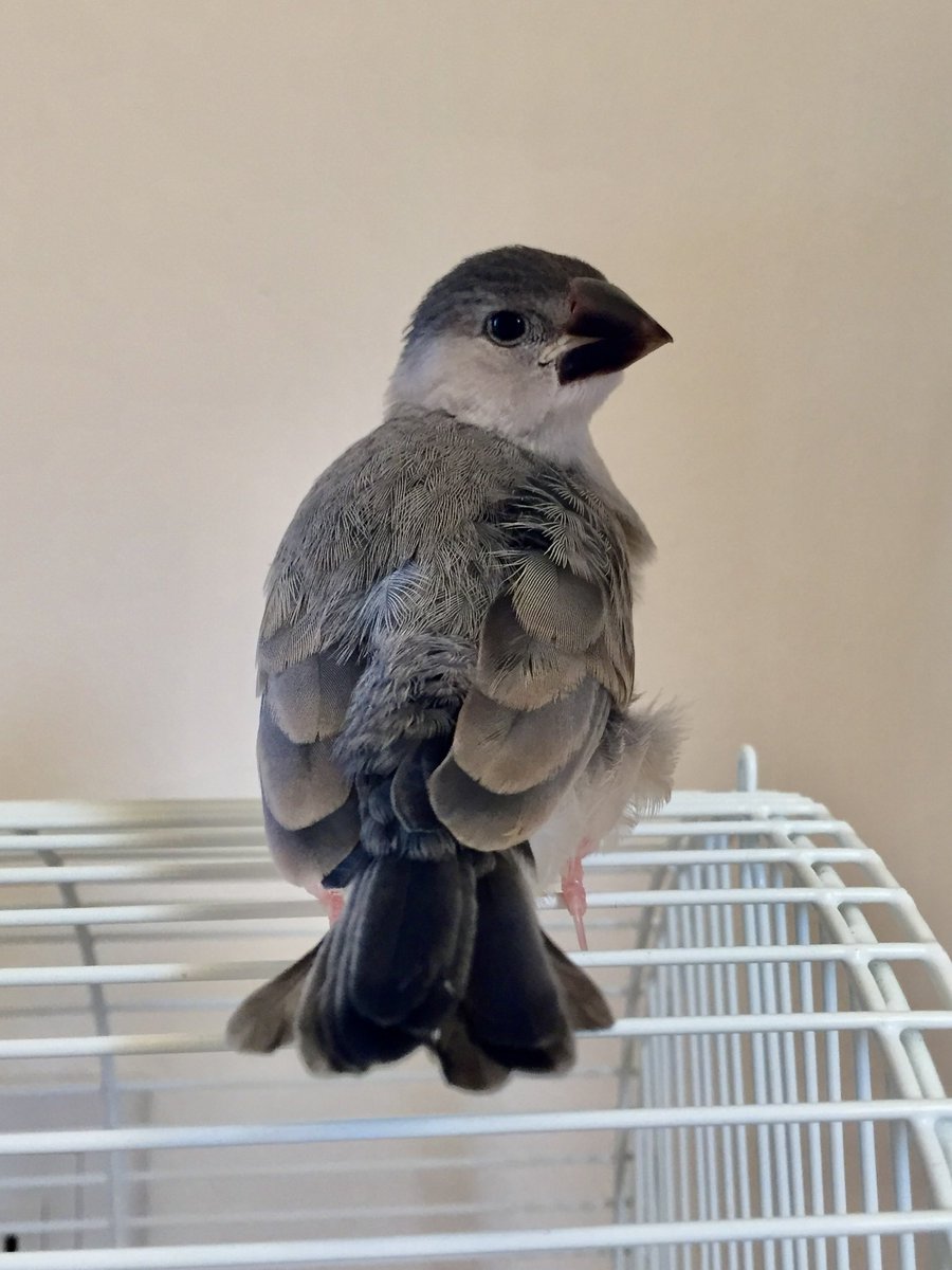 さくちゃん #文鳥のひなまつり