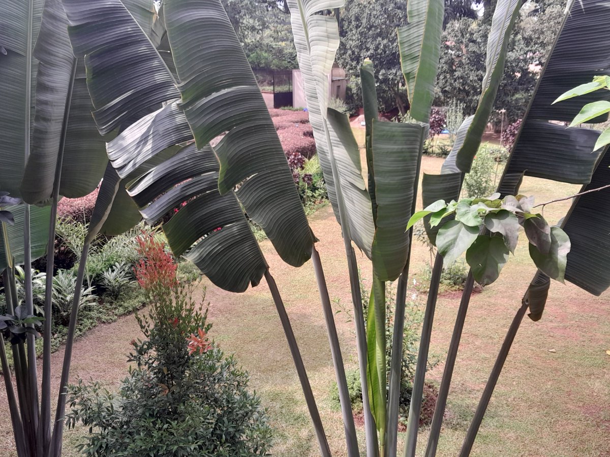 GoldenJinja's tweet photo. Your affordable getaway in Jinja city! We are Golden Cherries guesthouse. Free breakfast, free parking, free WIFI for you! Reservations: 772120987/759120987 https://t.co/2cJA0T4zxE