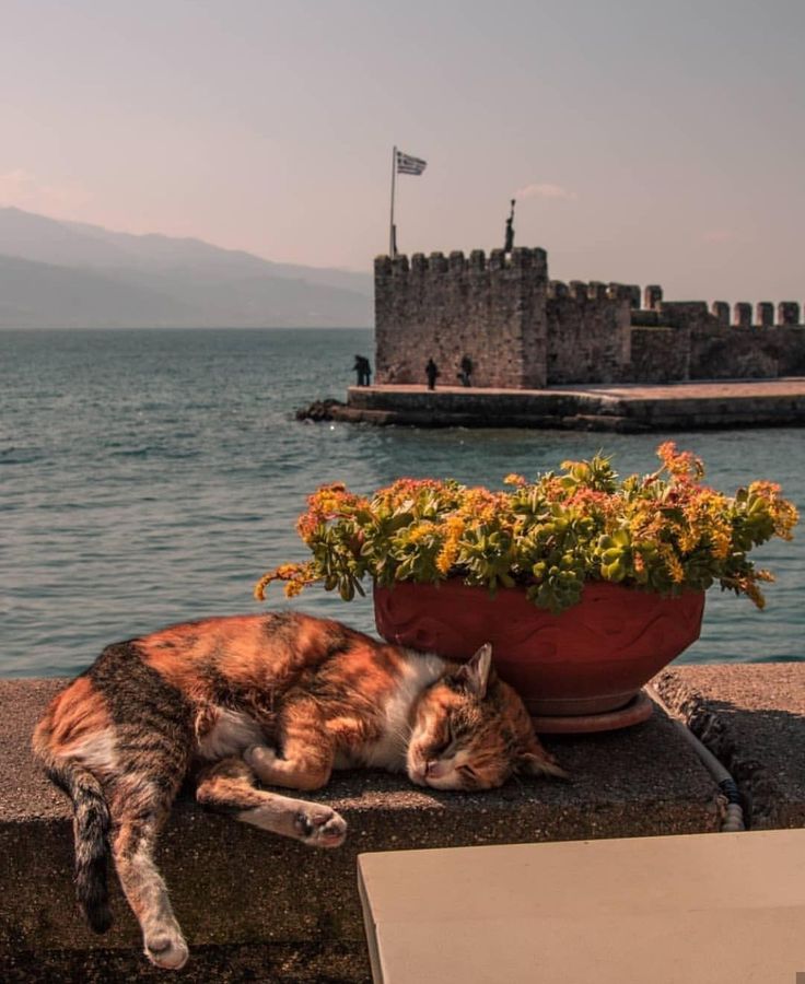 katerina alex tweet media