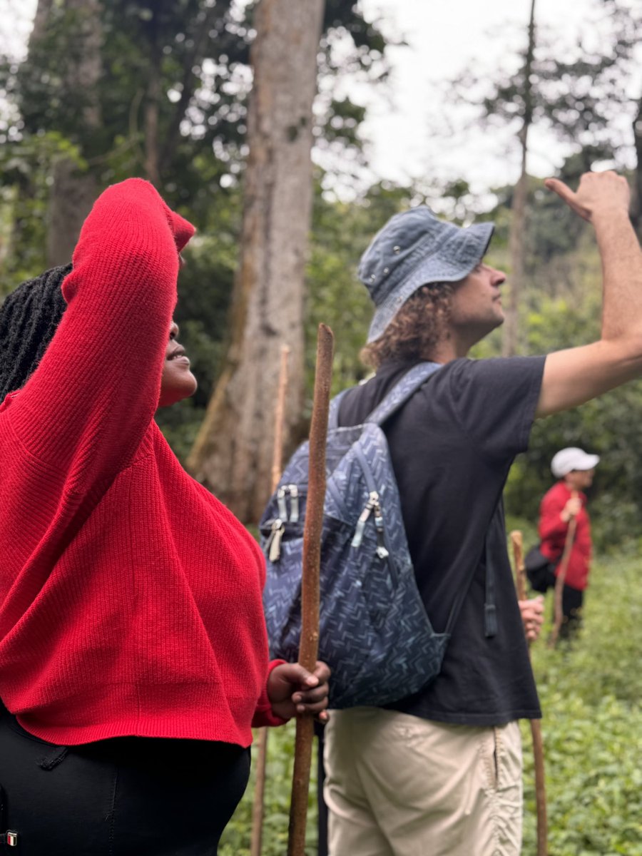 mozamclassic's tweet photo. Exploring Mpanga Forest, bird watching, butterfly spotting and crossing forest streams while listening to monkey calls.

📞 0750841211 📧 mozamclassic@gmail.com
#MpangaForest https://t.co/I06qfadtga