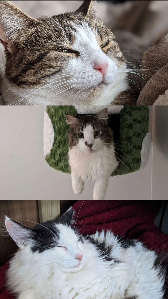 Dorei The Goblin 💚 tweet media