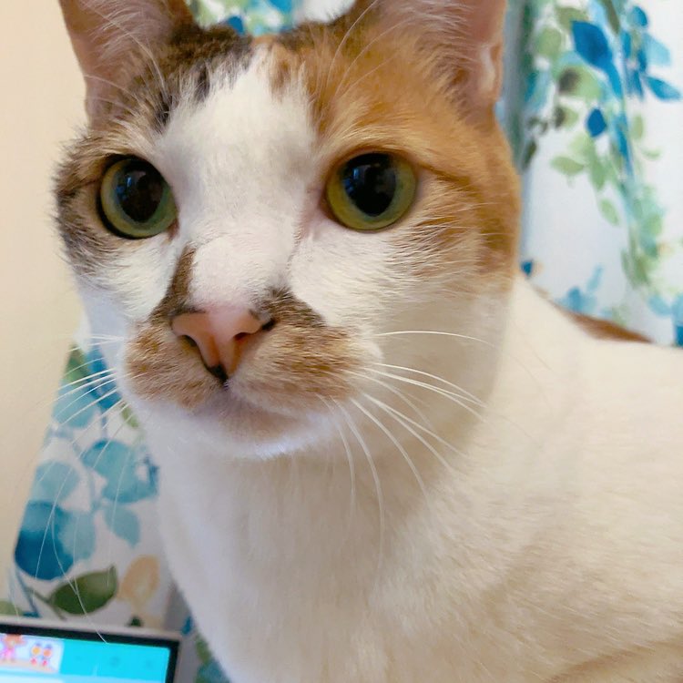 猫のすべてがかわいい (@toananae) / Posts / X