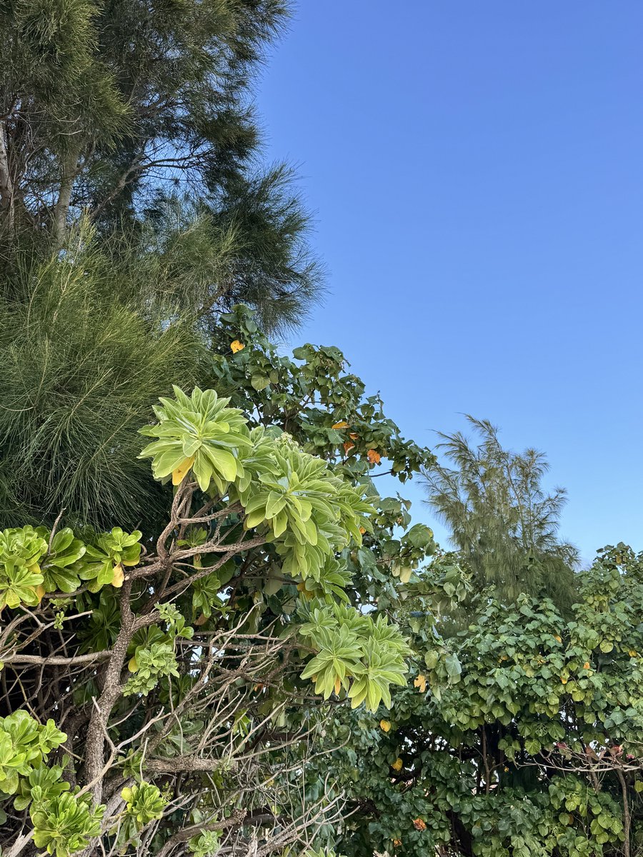 a_shimabukuro's tweet photo. 沖縄に癒されました。
次はいつ帰れるかな〜🥰

2枚目の海の写真
何ビーチ🏖️かわかりますか〜😎？
わかった方いたらすごすぎます🤣

#沖縄 
#okinawa https://t.co/nU7Tm78Xav