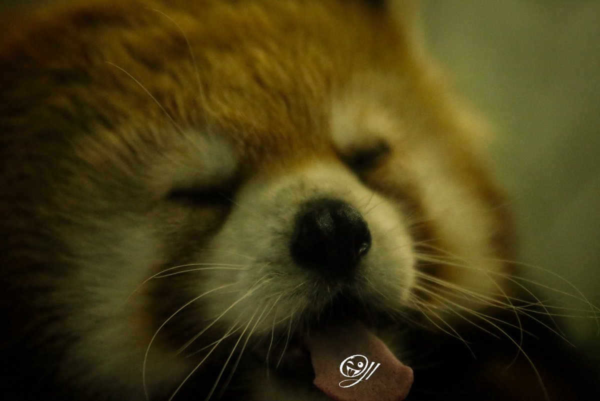 OJIJI382859's tweet photo. 夢を見る
#千葉市動物公園 #レッサーパンダ #たいよう #redpandas #zoo https://t.co/sjRX7uyF8f