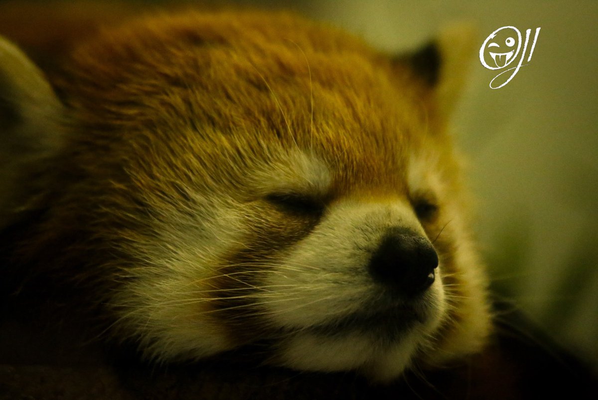 OJIJI382859's tweet photo. 夢を見る
#千葉市動物公園 #レッサーパンダ #たいよう #redpandas #zoo https://t.co/sjRX7uyF8f