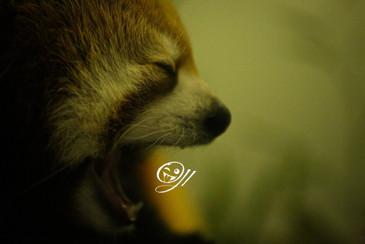 OJIJI382859's tweet photo. 夢を見る
#千葉市動物公園 #レッサーパンダ #たいよう #redpandas #zoo https://t.co/sjRX7uyF8f