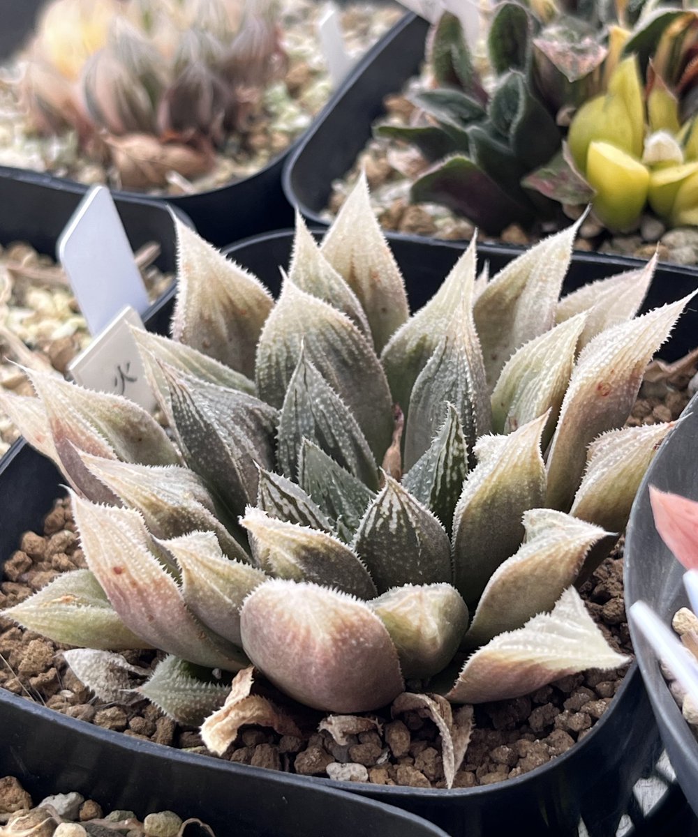 やっと雨が上がりそう ハオも安定の被ダメ100%みたいな春の訪れを