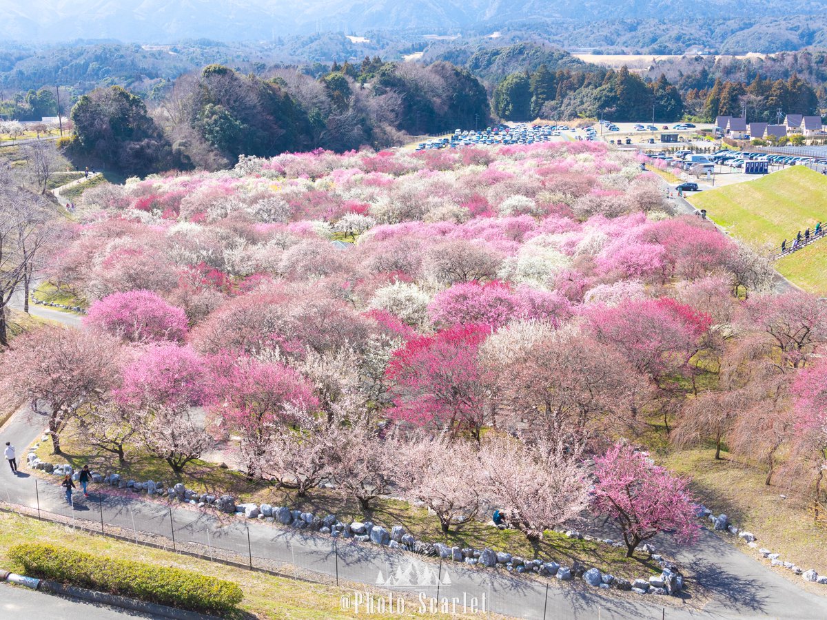 6,700RP 50,000♡ありがとうございます🌸✨️

横写真も撮ったので、こちらもどうぞ📸