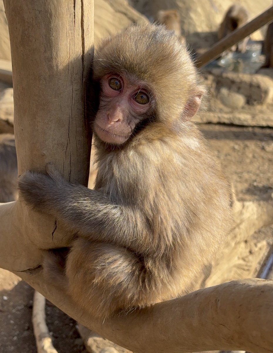 最年少のスイカくん。カメラ目線ばっちりに可愛いお顔を見せてくれまし