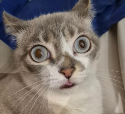 KureNaiZ紅 I CMS closed tweet media