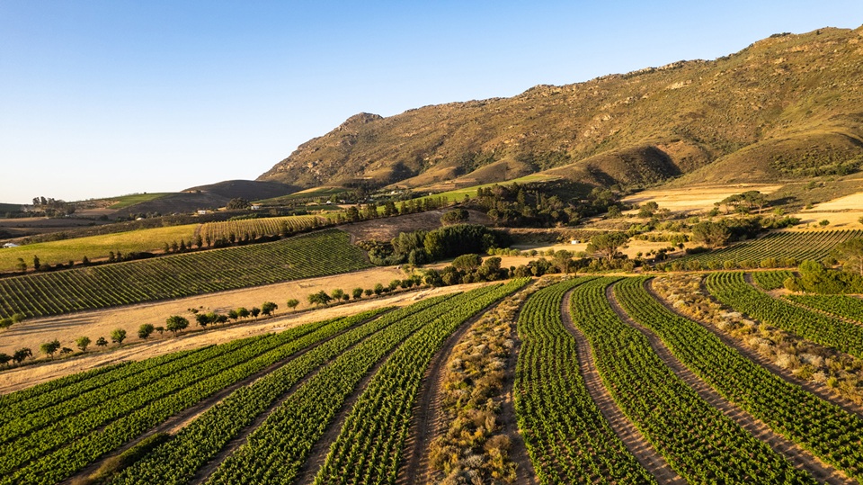 Top Wine SA tweet media