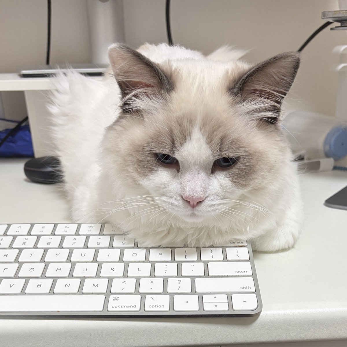 もちさん (@0000_pg) / Posts / X