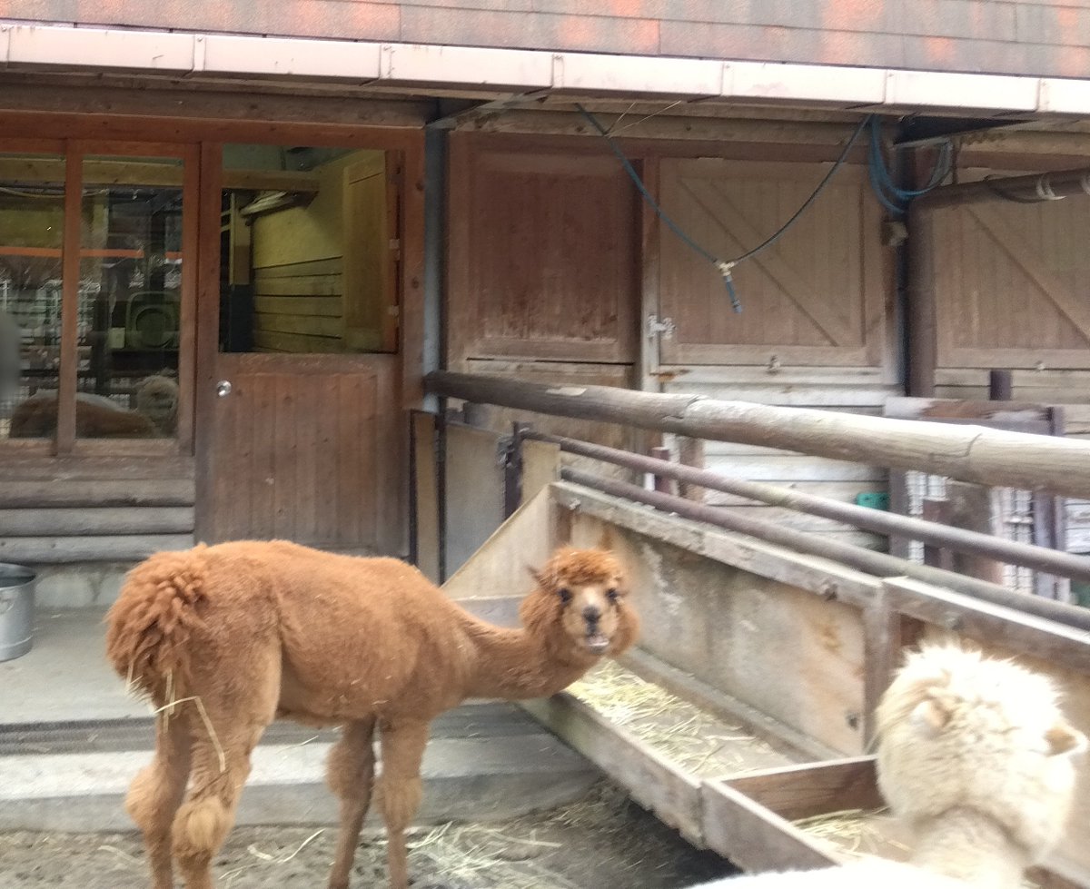 kosakainami's tweet photo. 自然と憩いの市川市大町
園で暮らす動物や植物の健やかな成長も願いつつ……
少し落ち着いた頃にまた行こうと思います！
 #がんばれ市川市動植物園 https://t.co/OZpusxbVYQ
